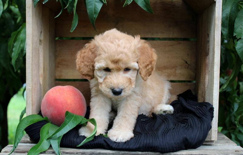 puppy, for, sale, Mini Goldendoodle F1, Matthew B. Stoltzfus, dog, breeder, Gap, PA, dog-breeder, puppy-for-sale, forsale, nearby, find, puppyfind, locator, puppylocator, aca